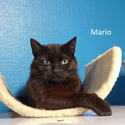 Mario en Macho
